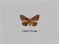 藏品(尺蛾294)的圖片